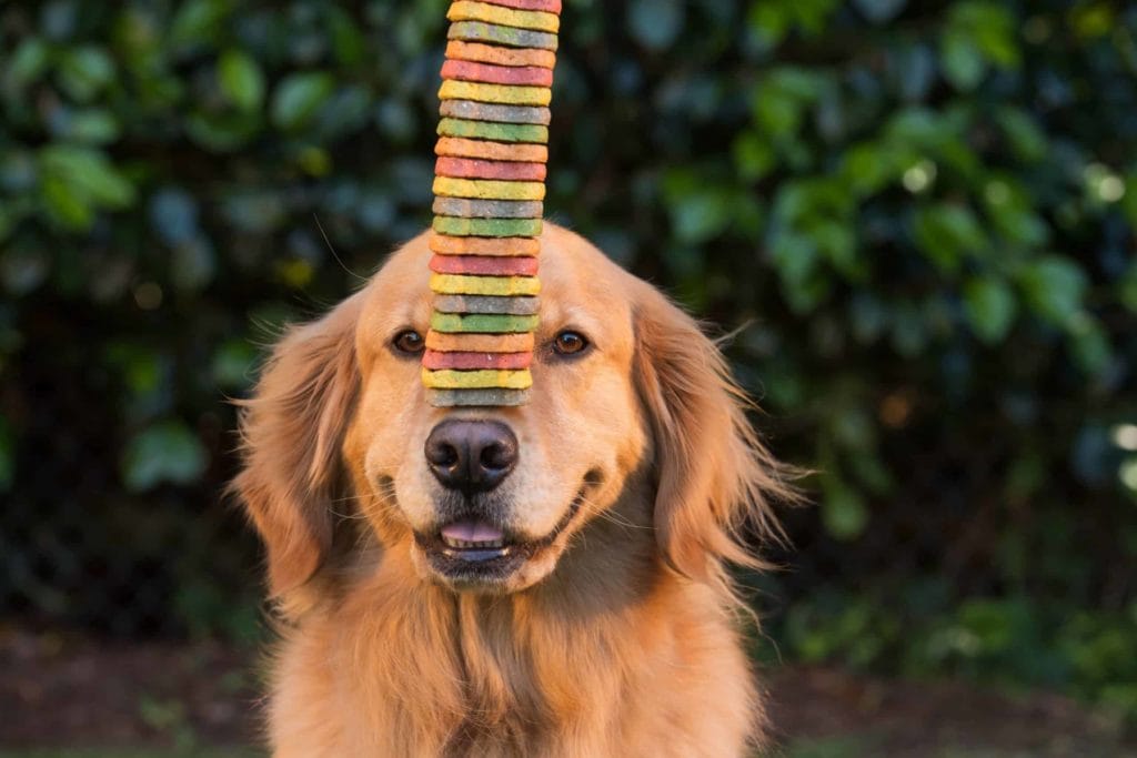 dog holding treats on nose