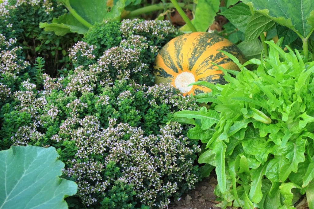 An image of an organic permaculture garden.