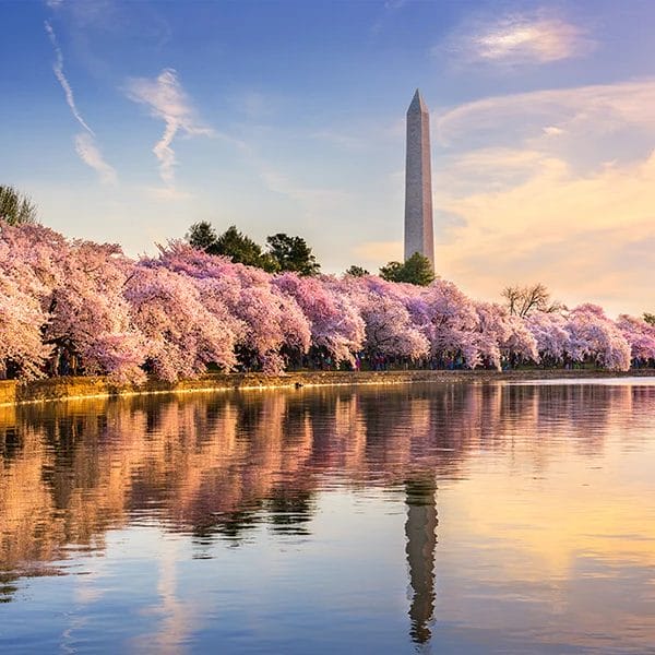Washington, DC's trees in bloom with Washington Monument in the distance.